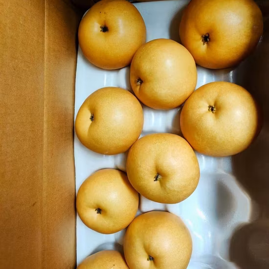 Новый урожай свежих плодов груши Я. на экспорт.